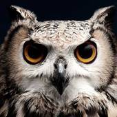 -MightyOwl-