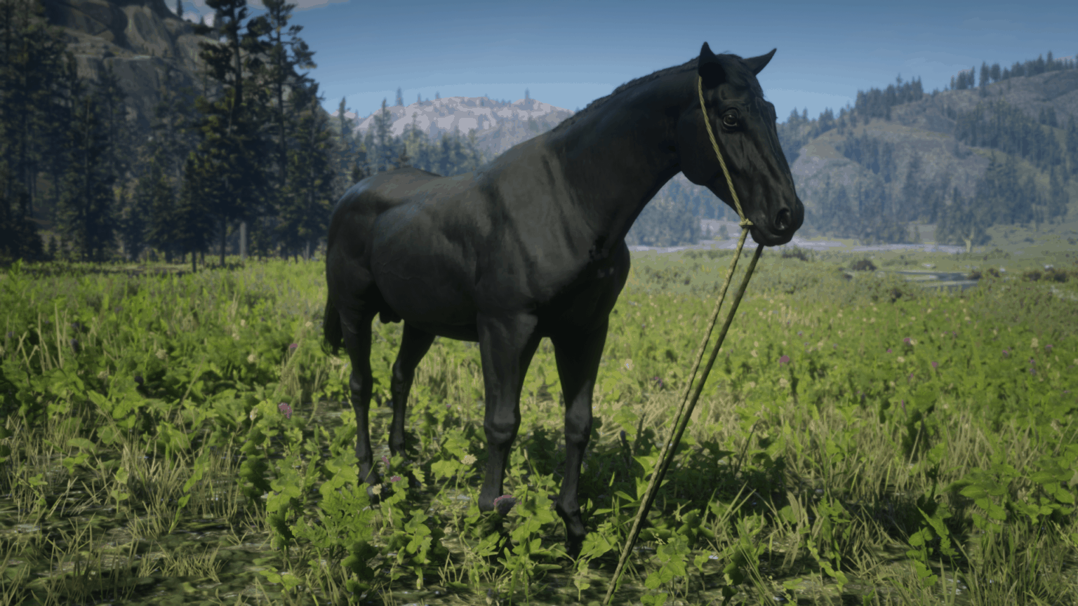 Best Horse In Red Dead Redemption 2 Map at Charles Ferro blog