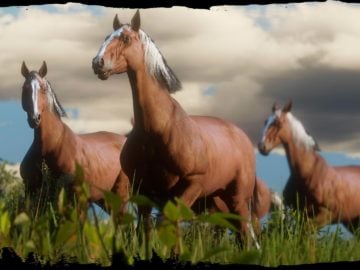 Horses & Saddles