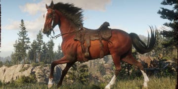 Horses & Saddles