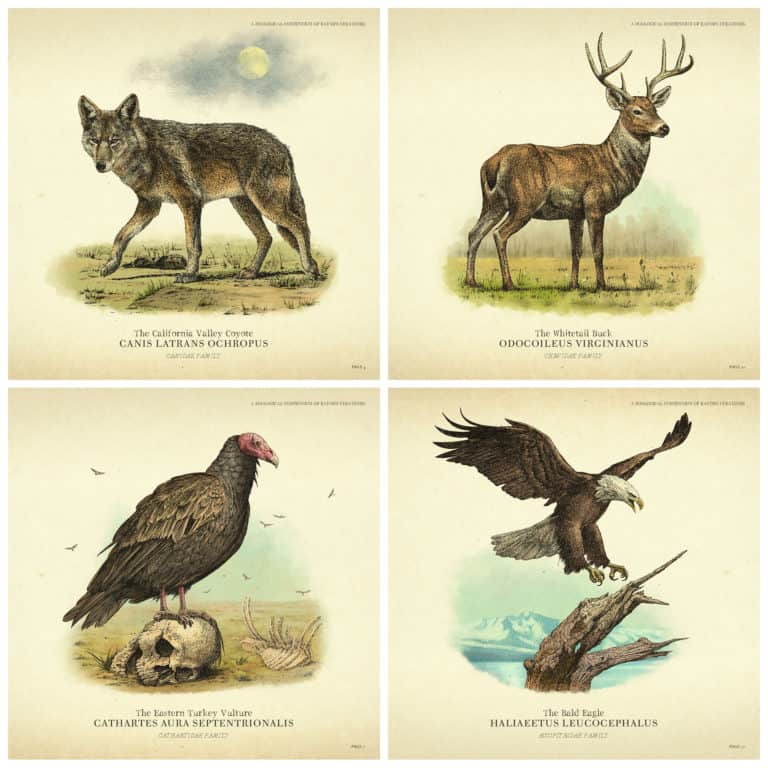 Wildlife