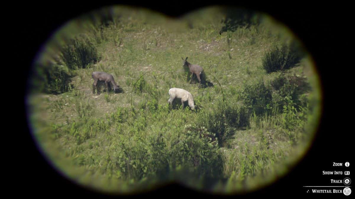 How To Get A Perfect Pelt In Red Dead Redemption 2