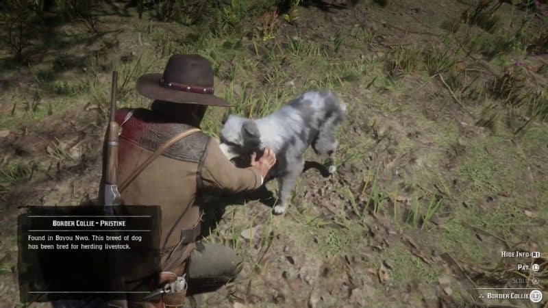All Animal Locations Guide