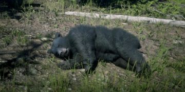 All Animal Locations Guide