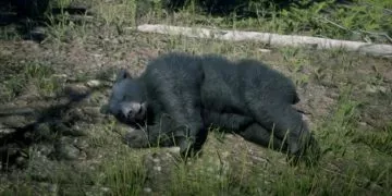 All Animal Locations Guide