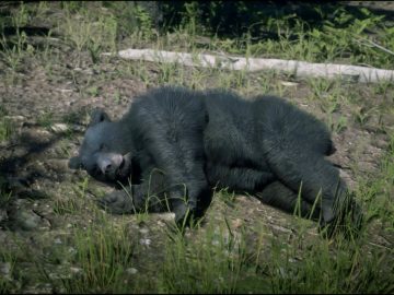 All Animal Locations Guide