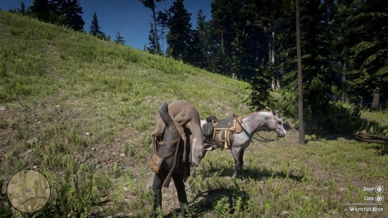 All Animal Locations Guide