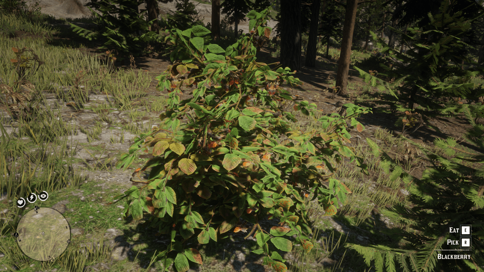 Plants & Herbs Location Guide