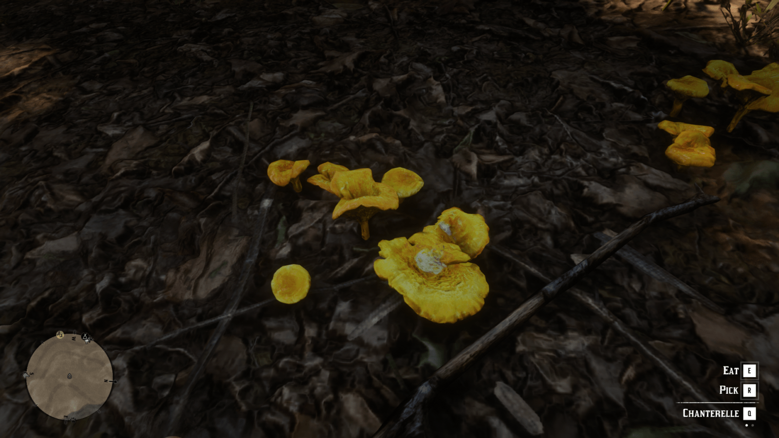 chanterelle