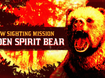 Boar Vitalism Study And Golden Spirit Bear Available In Red Dead Online This Week