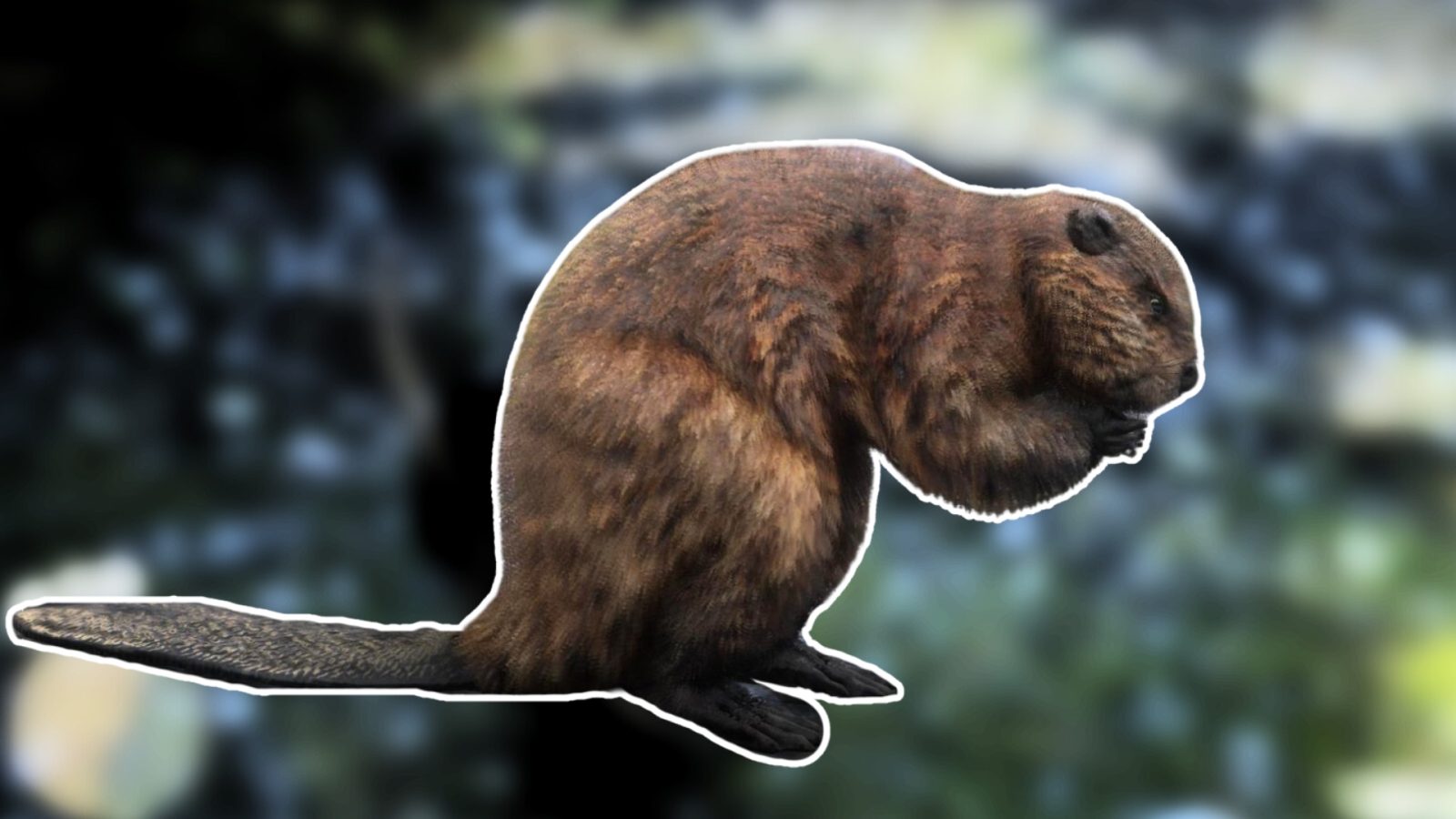 Best Locations for Perfect Beaver Pelts